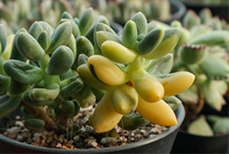 三伏天入手多肉，做好這些小事情，不爛根，養得好